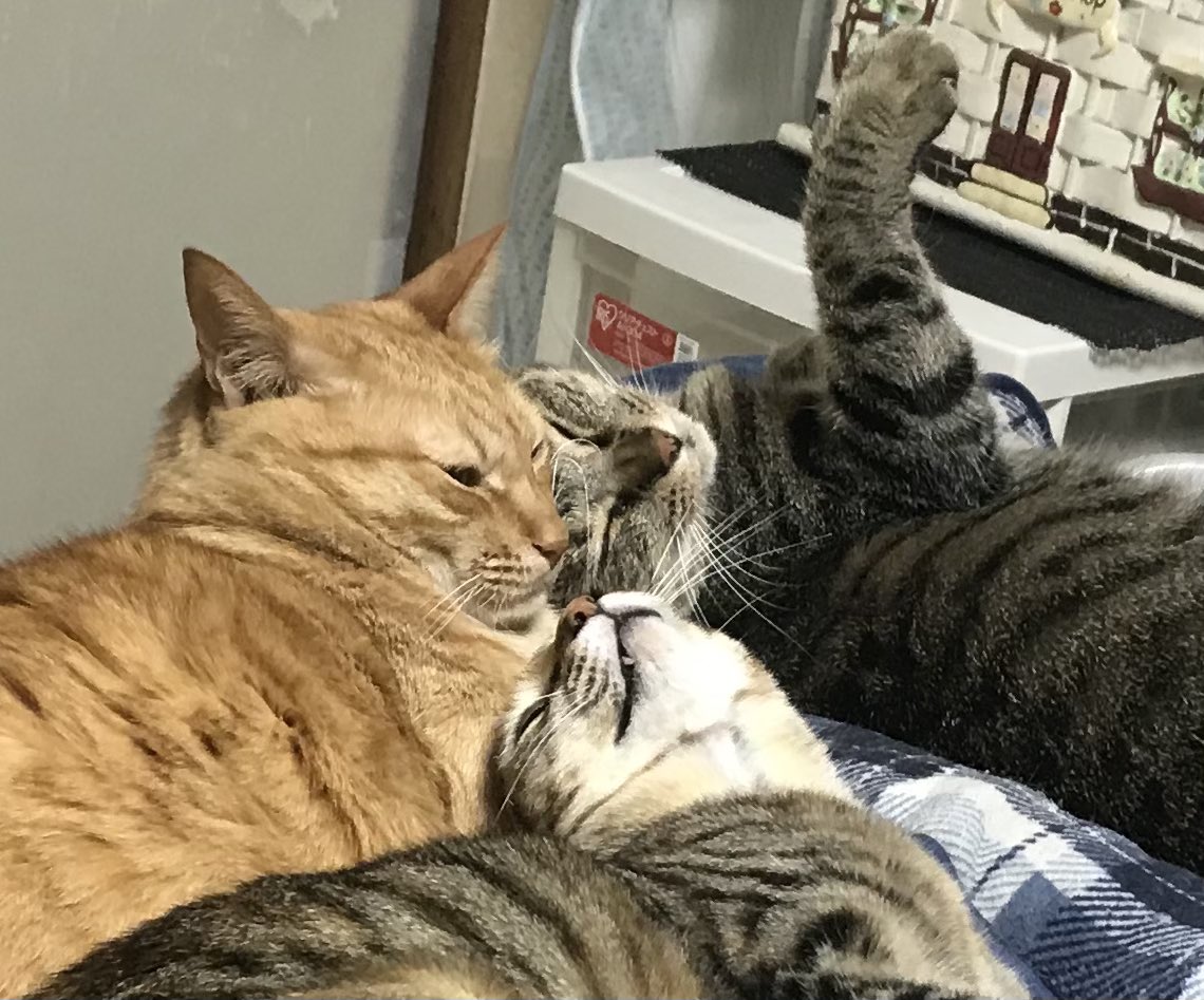 EMALTER7's tweet photo. オルタさんは猫界ではイケメンなのかな？(ฅ'ω'ฅ)
チビにゃんとおはぎちゃんからのラブラブ攻撃❤

#猫好きさんと繋がりたい #猫のいる暮らし #ねこ https://t.co/IwqPoxpkOY