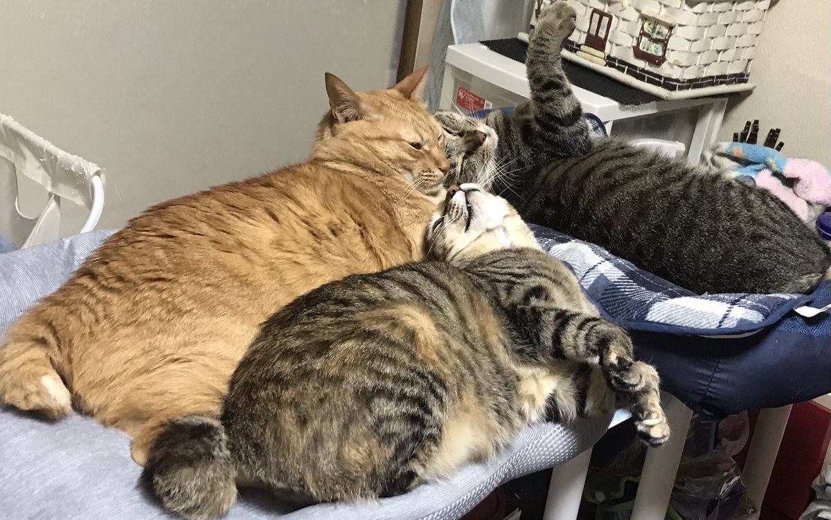 EMALTER7's tweet photo. オルタさんは猫界ではイケメンなのかな？(ฅ'ω'ฅ)
チビにゃんとおはぎちゃんからのラブラブ攻撃❤

#猫好きさんと繋がりたい #猫のいる暮らし #ねこ https://t.co/IwqPoxpkOY
