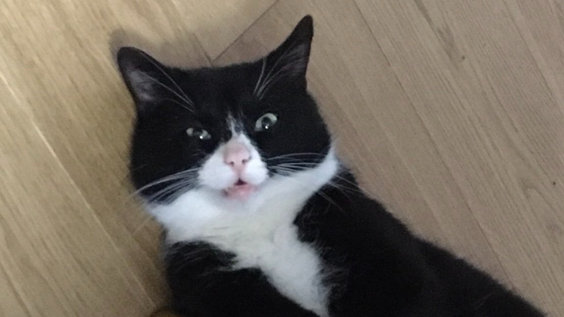 OwlBeeCo's tweet photo. 📦 The Cat just found out we have #FreeShipping - Indeed we do, don't look so surprised! Free shipping starts at €25 for Belgium and the Netherlands for example, so there's no excuse not to pamper yourself or someone you love! https://t.co/mja24IjtfF🦉🐝
#OwlAndBee #Vegan #Gifts https://t.co/jmev1Ulb4b