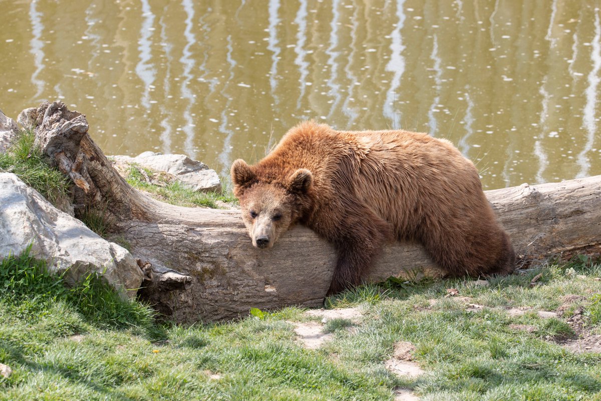 zoobeauval's tweet photo. Nos #ourses prennent de la hauteur… ou s'occupent avec des activités bien plus reposantes !😆🐻 https://t.co/UdwJcjoQ7t