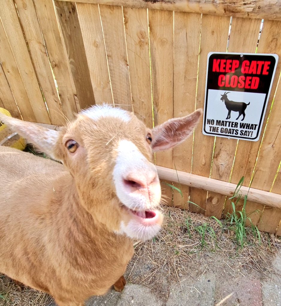 snickles1977's tweet image. Thank you to @fbhw #FancyTwidiot @mickey8187 for sending this sign to the boys for their birthday last month.. although I&apos;m not sure they agree with it much🤔😊