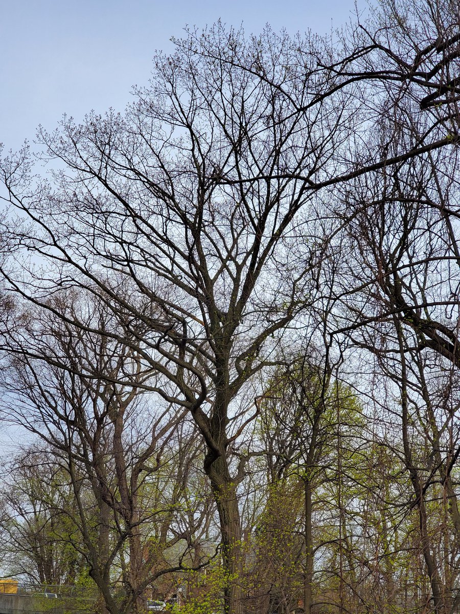 GearOne20's tweet photo. Something beautiful about leaveless trees against a gray sky. https://t.co/s20XVvS0ol