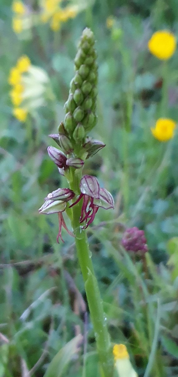 Paul Jarrett (@paulfastbikes) on Twitter photo Well done to <a href="/CityCommons/">City Commons</a> great work turning these old neglected overgrown areas, back to glorious chalk grassland meadows. Counted over 50 rare man orchids tonight <a href="/wildflower_hour/">wildflowerhour</a> <a href="/BSBIbotany/">BSBI: Botanical Society of Britain & Ireland</a> <a href="/ukorchids/">Wild Orchids UK & Ireland</a> Well done to <a href="/CityCommons/">City Commons</a> great work turning these old neglected overgrown areas, back to glorious chalk grassland meadows. Counted over 50 rare man orchids tonight <a href="/wildflower_hour/">wildflowerhour</a> <a href="/BSBIbotany/">BSBI: Botanical Society of Britain & Ireland</a> <a href="/ukorchids/">Wild Orchids UK & Ireland</a>