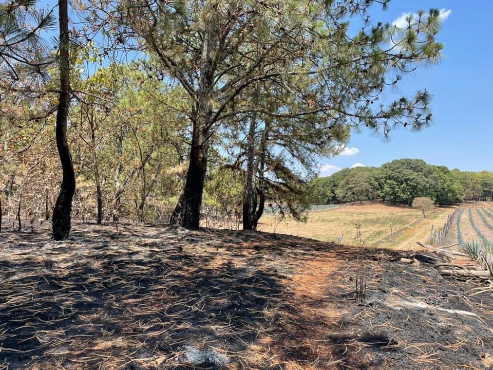 Siguen apareciendo nuevas plantaciones de agave además de las ya denunciadas, en las zonas quemadas 🔥🌲 del bosque de la primavera, y la secretaria de medio ambiente, de adorno. <a href="/sonia_ssi/">Sonia Serrano</a> <a href="/omar_comunica/">Omar García</a> <a href="/EnriqueAlfaroR/">Enrique Alfaro</a> <a href="/sergio_grafm/">Sergio Graf Montero</a> <a href="/Trafico_ZMG/">TráficoZMGuadalajara</a> @SOS_Mural