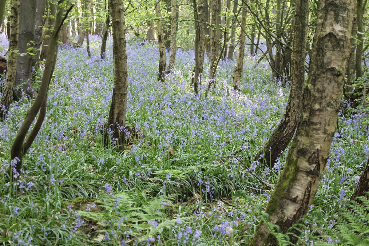 guidingkentwest's tweet photo. Our 365 photo competition this month was all about Medway Division. Today is a bluebell wood in Lordswood. #365KentWestPhotos
@Girlguiding 
@Guiding_LaSER 
#volunteer 
Join in the fun https://t.co/2nZr3CmnxT https://t.co/xoBFWMFQR3