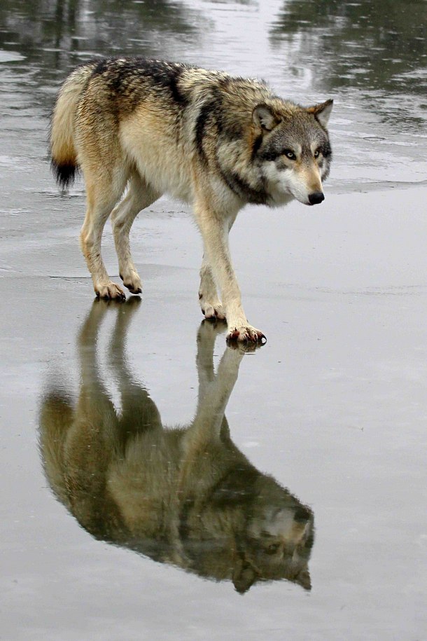 HourlyWolves presents: