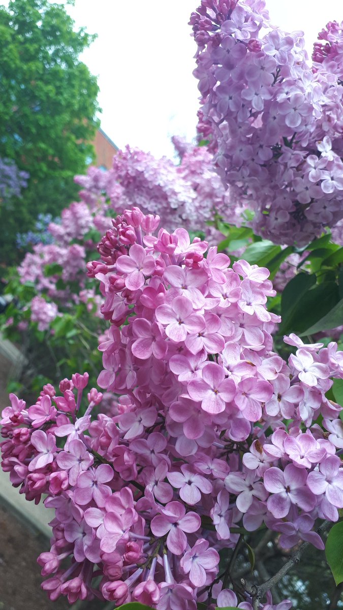 RamblingBlueOwl's tweet photo. LILAC TIME GUYS it's serious I cannot take pretty pictures I just want to sniff them https://t.co/bPjCz9YvOR