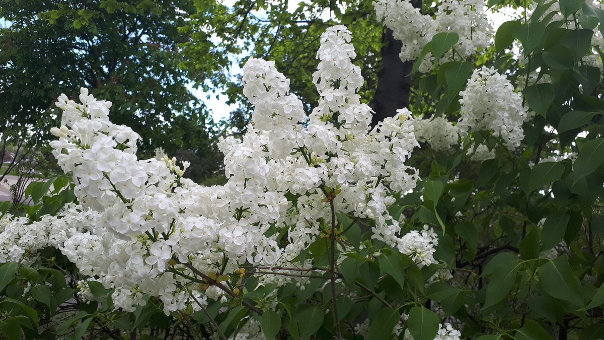 RamblingBlueOwl's tweet photo. LILAC TIME GUYS it's serious I cannot take pretty pictures I just want to sniff them https://t.co/bPjCz9YvOR