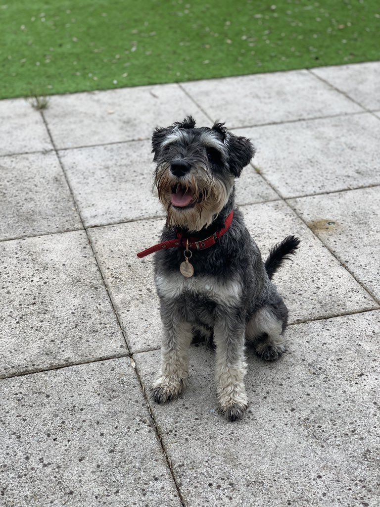 MissJonesxx's tweet photo. Dog sat the scamp, Jurgi, for his mama @LouiseEHarris - loved it 😍 #impooped https://t.co/bpwpyNryuU