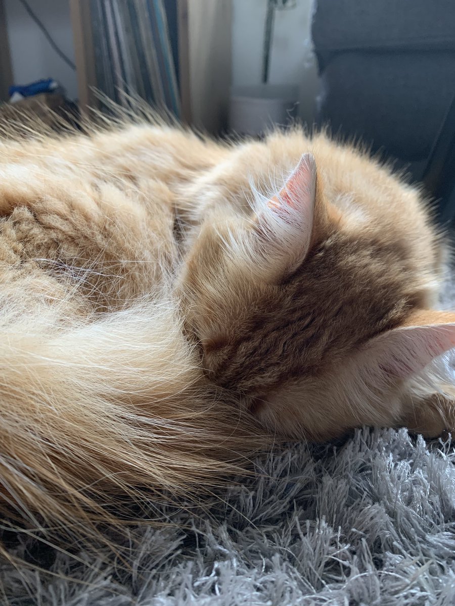 ronlerouxchat's tweet photo. Il fait roux jourdhui https://t.co/XujYGUIXxI