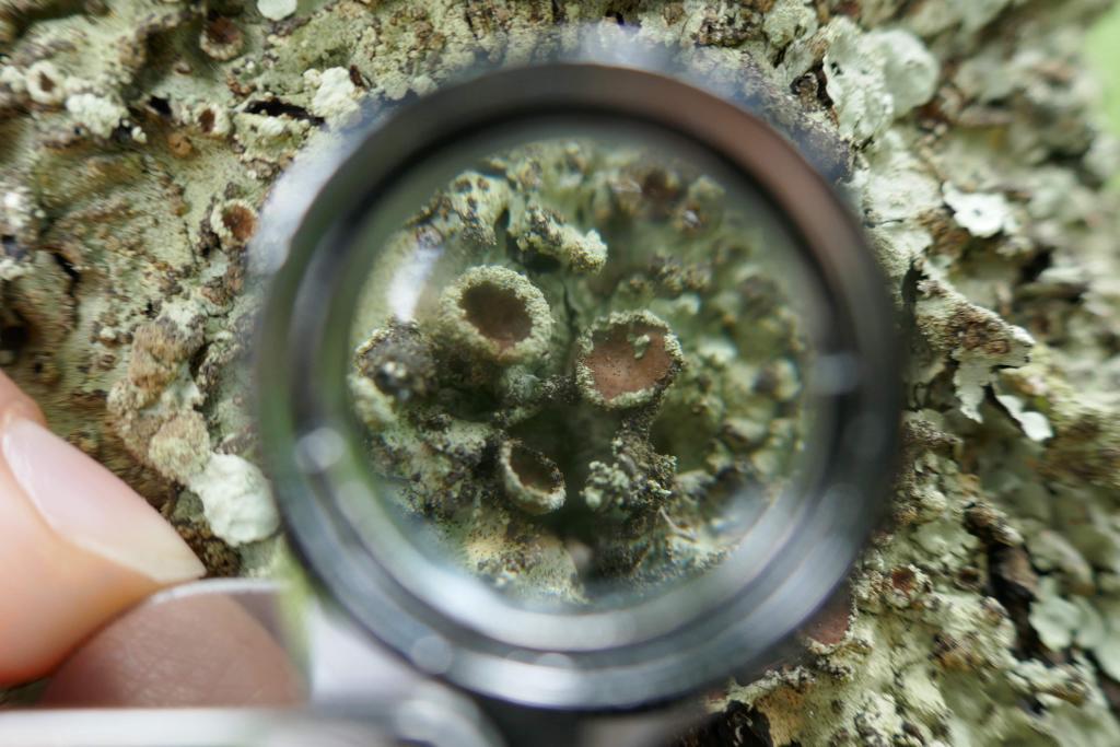 Rita_csf's tweet photo. What a great way to spend a saturday: at Tapada da Ajuda participating in the @BioBlitz_Tapada. Just some of the lichens we found 🤩 https://t.co/3DnTyKzyNc