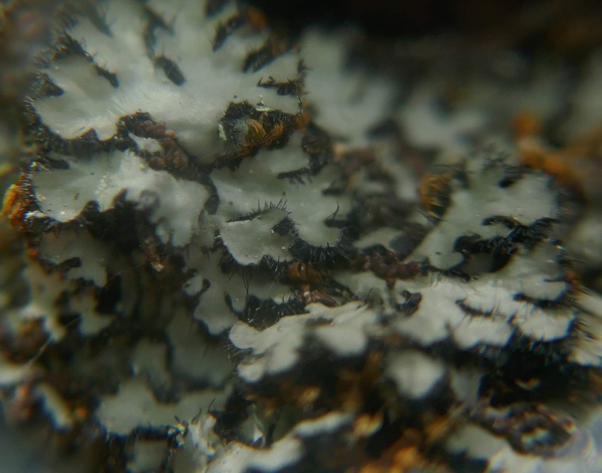 Rita_csf's tweet photo. What a great way to spend a saturday: at Tapada da Ajuda participating in the @BioBlitz_Tapada. Just some of the lichens we found 🤩 https://t.co/3DnTyKzyNc