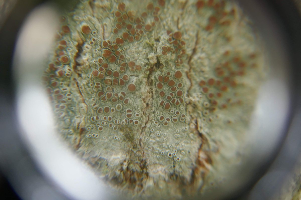 Rita_csf's tweet photo. What a great way to spend a saturday: at Tapada da Ajuda participating in the @BioBlitz_Tapada. Just some of the lichens we found 🤩 https://t.co/3DnTyKzyNc