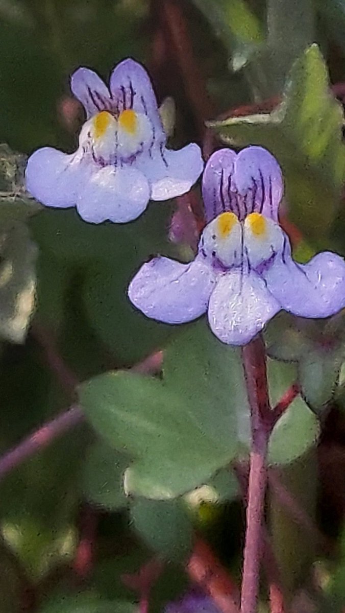 yzbekO's tweet photo. ✿ ツタバウンラン ✿
近所の植え込みにあった ♪
そこになく傍のお宅に ♪♪
塀の下側に群生していた ♪♪♪
・
#花 #flower
#ツタバウンラン
#蔦葉海蘭
#CymbalariaMuralis
#IvyLeavedToadflax
#オオバコ科ツタバウンラン属
#帰化植物
#flowerphoto
#macrophoto https://t.co/iwihv6suIZ