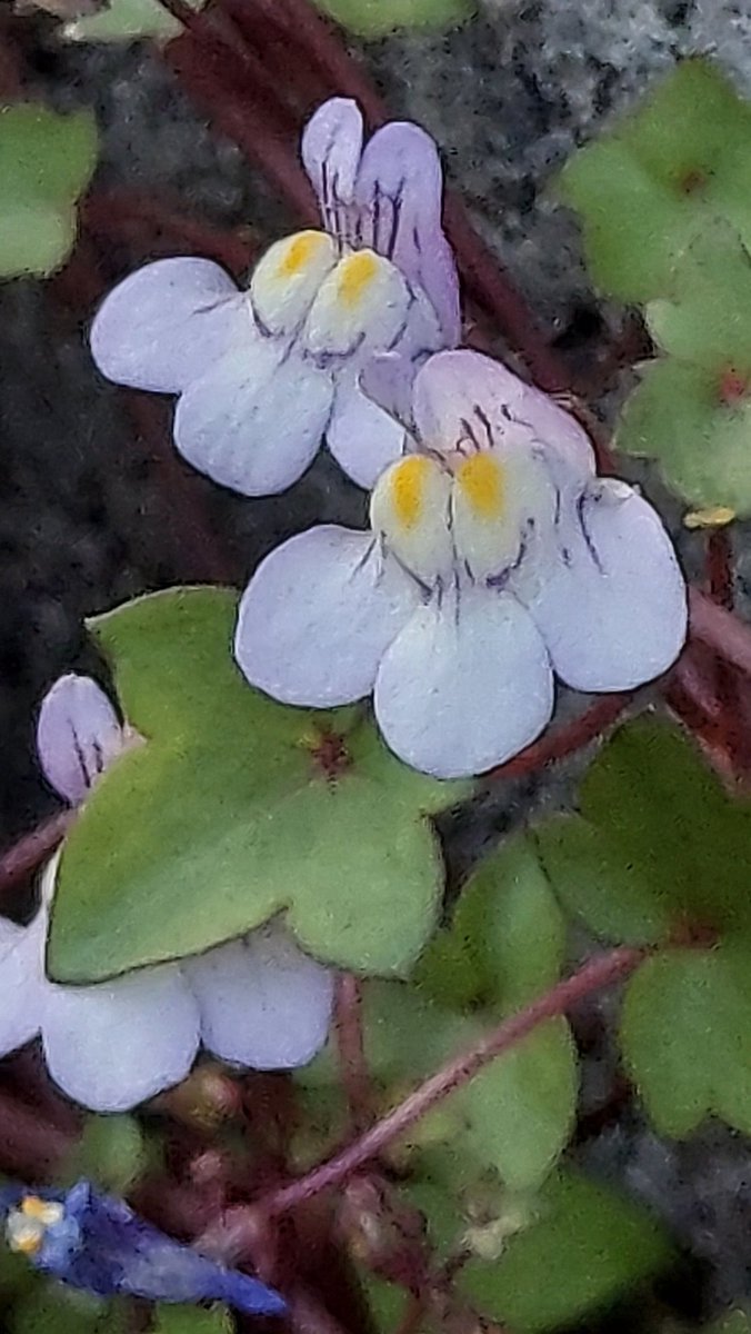 yzbekO's tweet photo. ✿ ツタバウンラン ✿
近所の植え込みにあった ♪
そこになく傍のお宅に ♪♪
塀の下側に群生していた ♪♪♪
・
#花 #flower
#ツタバウンラン
#蔦葉海蘭
#CymbalariaMuralis
#IvyLeavedToadflax
#オオバコ科ツタバウンラン属
#帰化植物
#flowerphoto
#macrophoto https://t.co/iwihv6suIZ