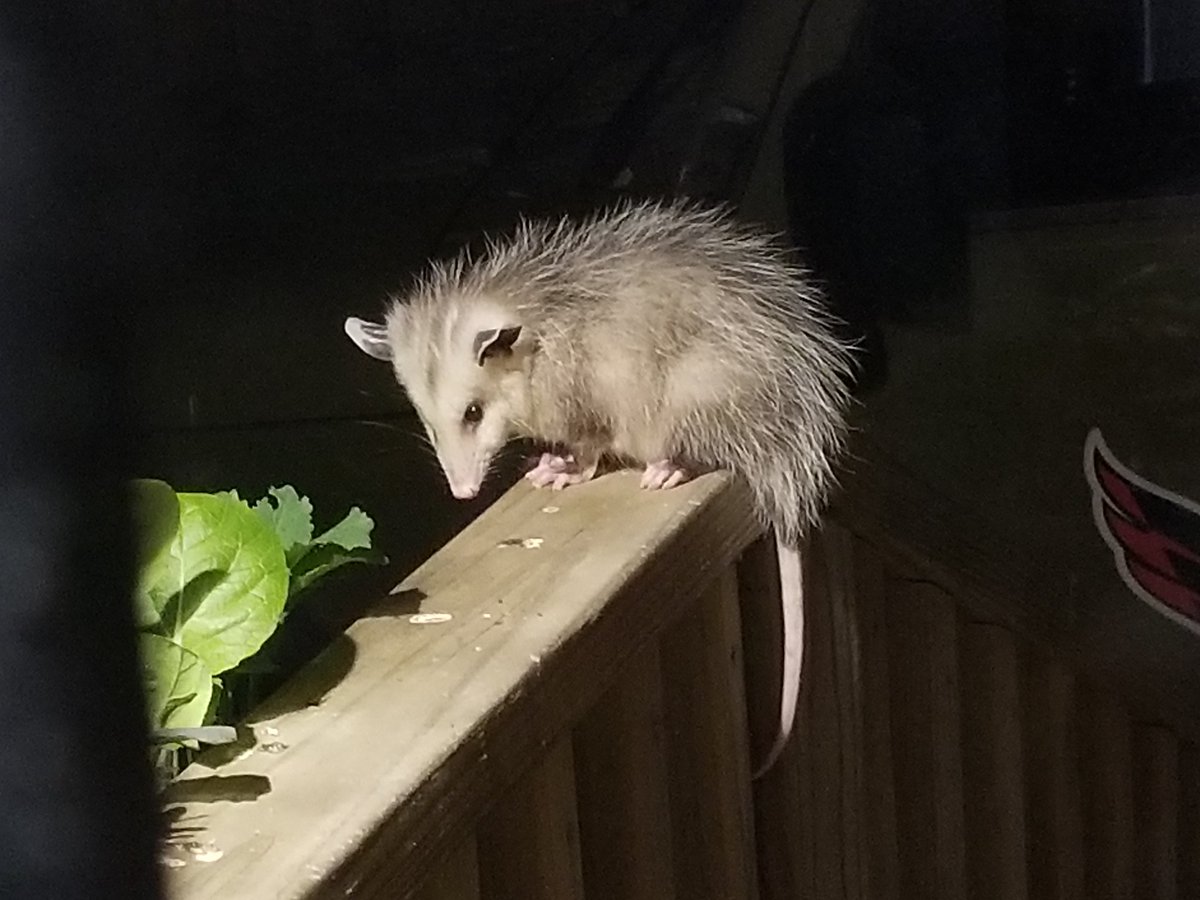 Golly88's tweet photo. #CapsCuties I seem to have become the nightly babysitter for 2 baby possums every night. They are so stinkin cute!! https://t.co/7gwe2m4zPR