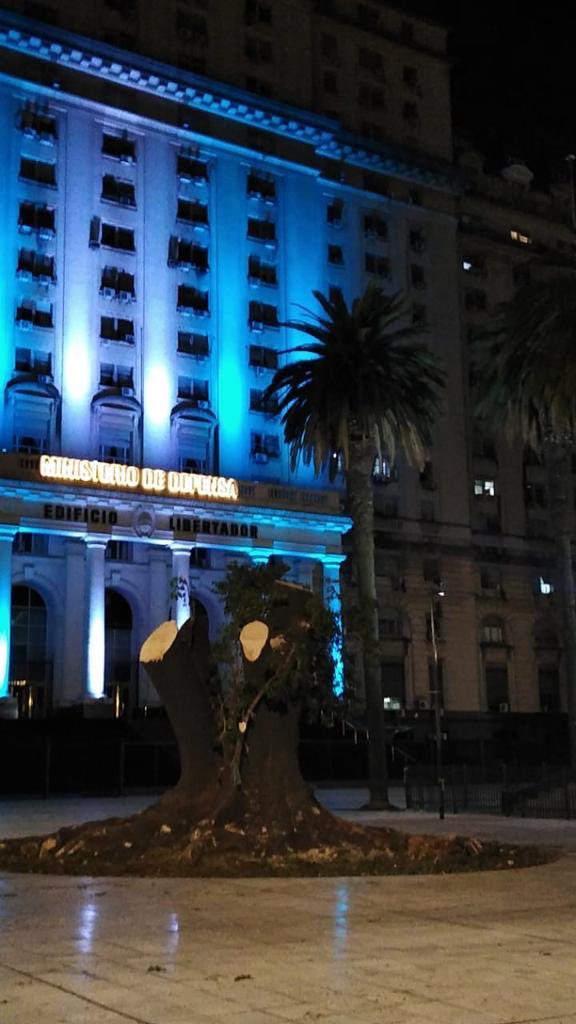 ⁦<a href="/claramuzzio/">Clara Muzzio</a>⁩ ⁦<a href="/FlorenciaValia/">Flor Valia</a>⁩ ⁦@lucashportela⁩ ⁦<a href="/martingroba/">Martin Groba</a>⁩ ⁦<a href="/bastademutilar/">Basta de Mutilar Nuestros Árboles</a>⁩ ⁦<a href="/BastadeDemoler/">Basta de Demoler</a>⁩ ⁦<a href="/paisajeante/">P a i s a j e a n t e</a>⁩ Tina,una vecina, nos pasa esta hermosa foto del Ombú, de Plaza de las Armas y como quedó luego de la intervención...