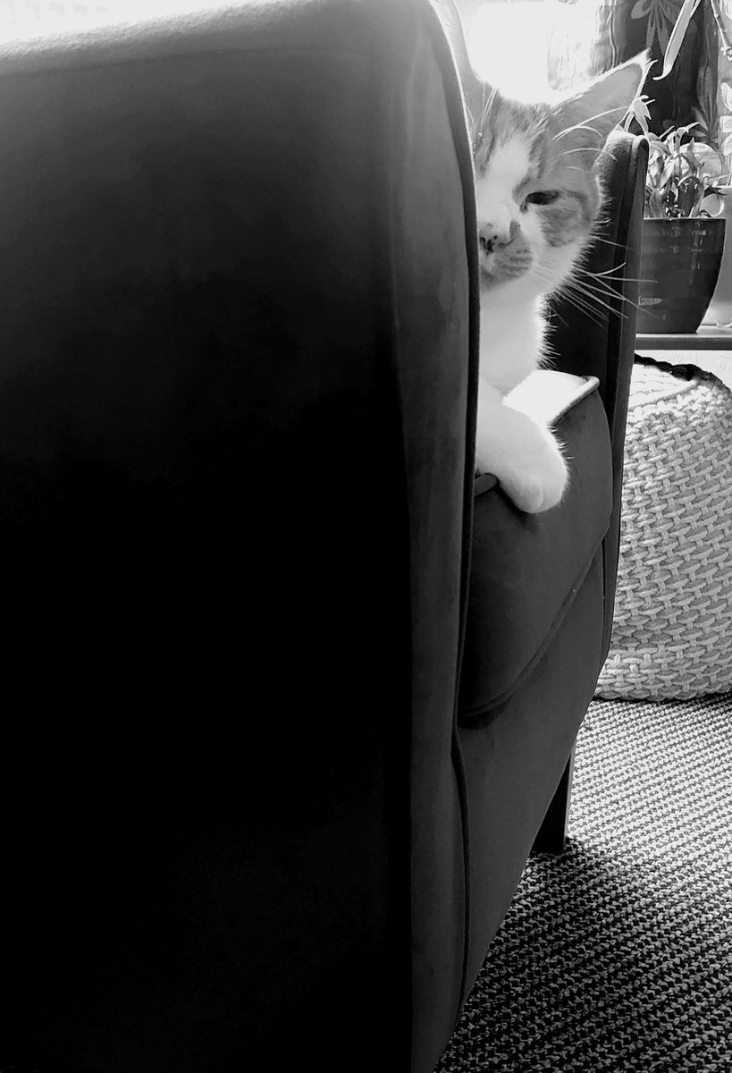 flat_squirrel's tweet photo. Hey there friend! #catchilling #cats #bestfriend #nftcat #nftphotography #CatsOfTwitter #Caturday #blackandwhitephotography #idonthaveacluecollection #nft #nftcommunity #nftcollectors #NFTmarketplace #leo #monochrome #monochromephotography #photos #CatsOnTwitter https://t.co/GZV5mi2kYB