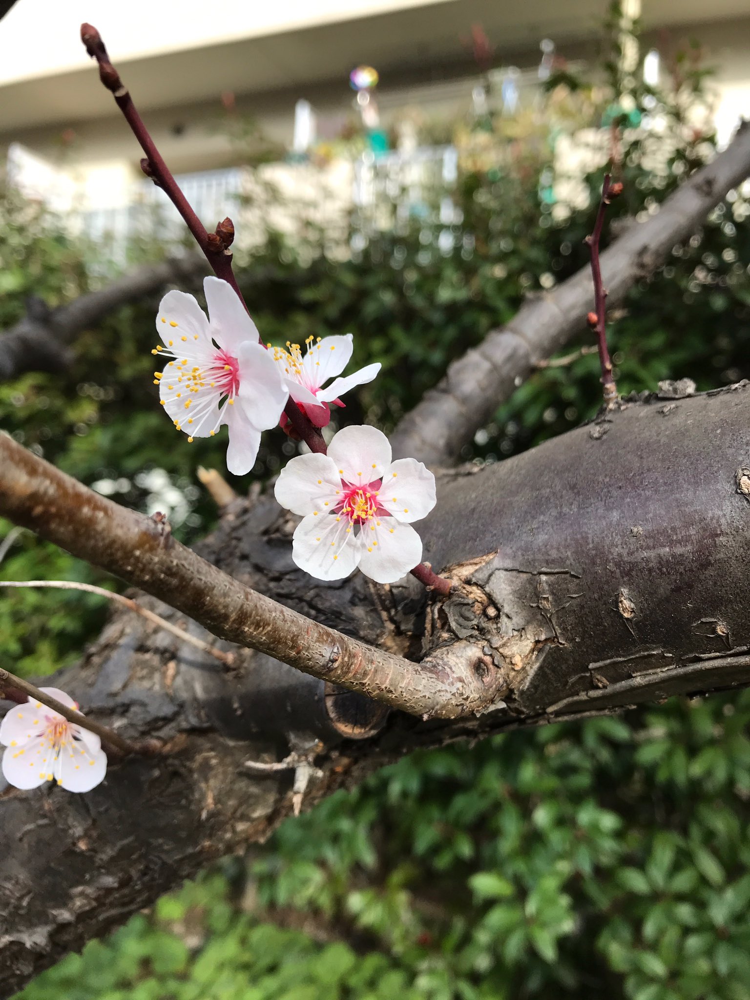 0003 通勤路にある梅の木に実が付いて いた 花を2 27に撮ってから 昨日気づいたら 梅の実になっていた 2ヶ月半の間で梅は劇的変化だな うめぼしさん こぐま社 の通りだ 梅の実 うめ えほん T Co Wohcocxa3g Twitter