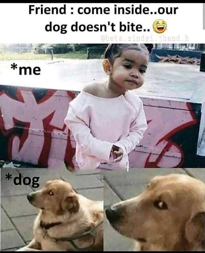 Flamatics's tweet image. The look on the dog's face😅