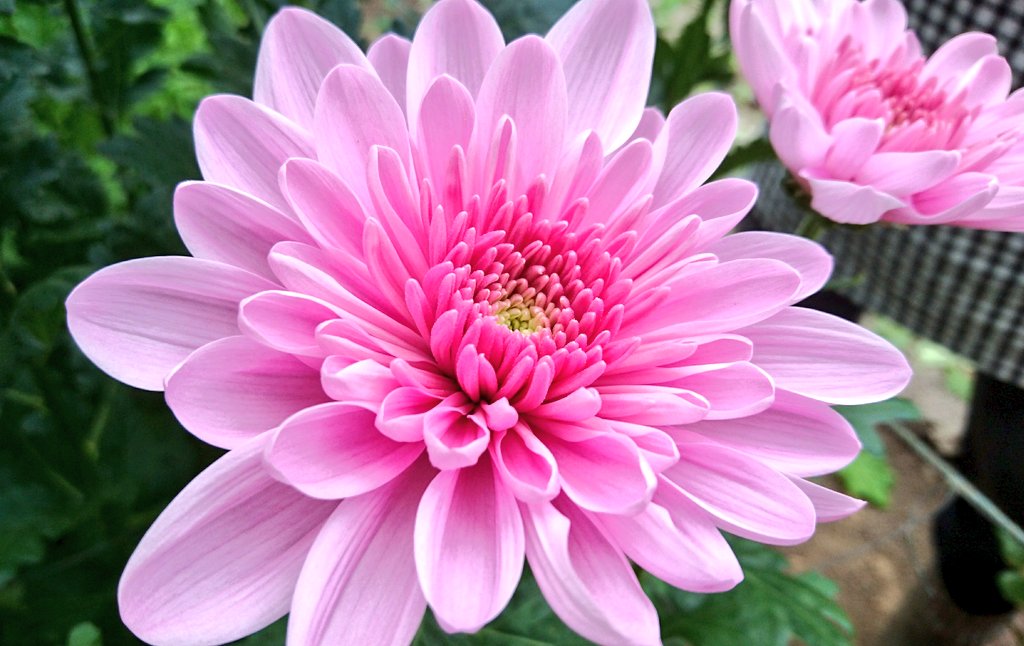 フローラ平山 大崎市鹿島台 クセになる美しさ クセニア 菊 キク マム ピンポンマム ディスパッドマム フローラ平山 大崎市鹿島台 花をこころのインフラに