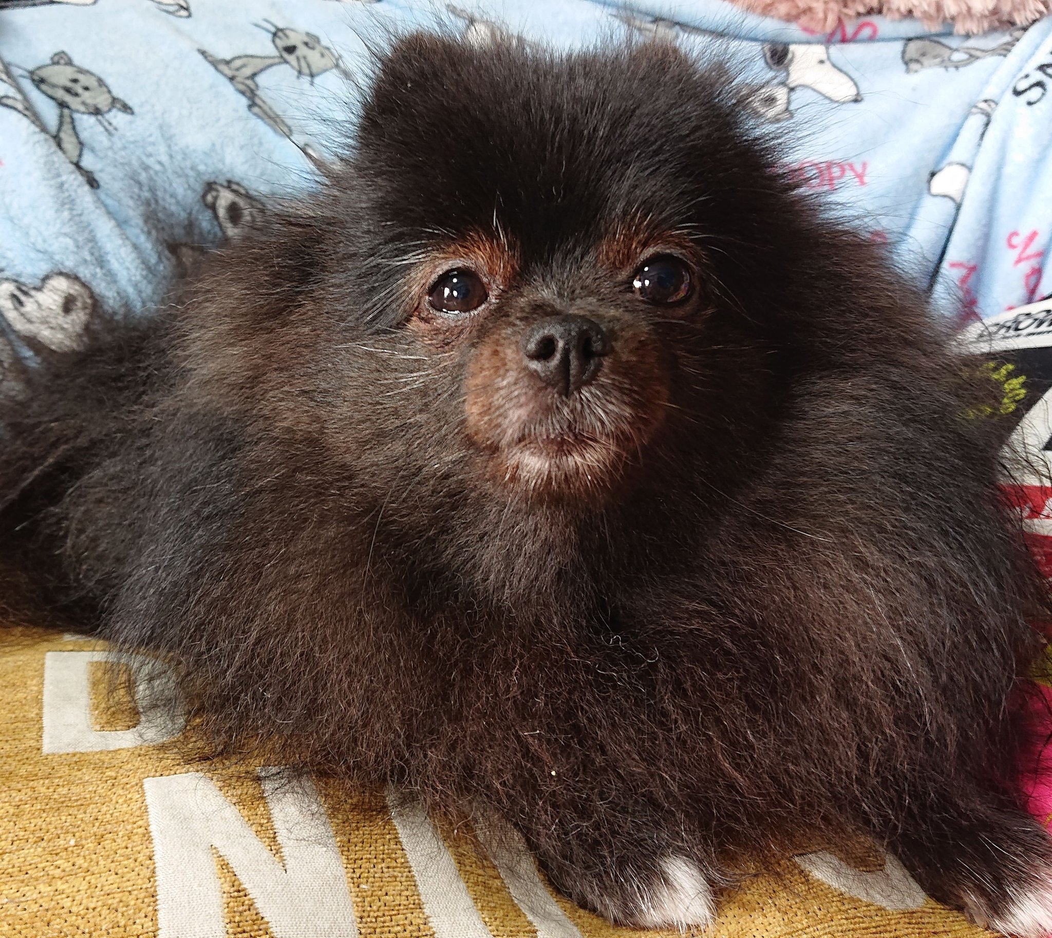 あおい空 楽しい日曜日をお過ごしください ポメラニアン 黒ポメ 犬 いぬ わんこ わんわん 愛犬 愛犬 ポメ 可愛い犬 ワンコ ワンワン T Co 5iwphdjtzz Twitter