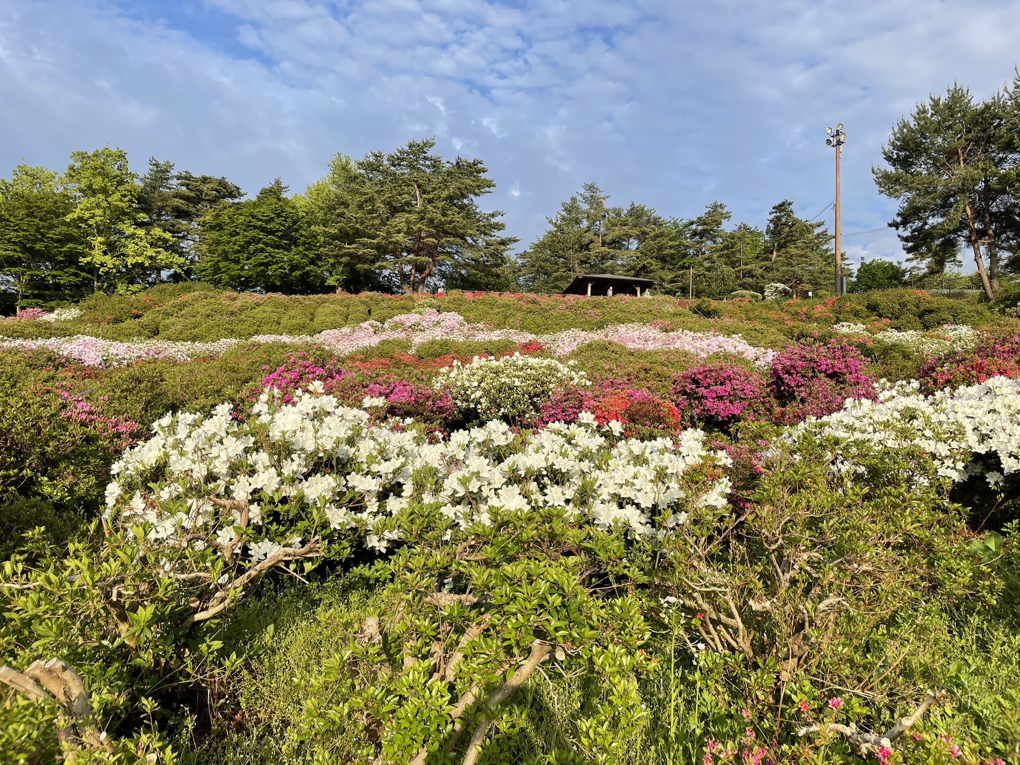 寒河江公園つつじ園 Twitter Search Twitter