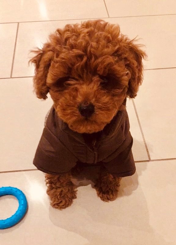 BOM_Vic's tweet photo. From when is it ok to wear your puffer jacket in public?
We think today! 🥶

Overnight temps fell to -3°C in #Rutherglen, -2°C in #Mangalore, and -1°C in #Albury, #Redesdale and #Yarrawonga. 0°C in #Bendigo, #Shepparton and #Kyabram. 

Latest observations: https://t.co/Fz4xTxX2AY https://t.co/txWZRdP15K