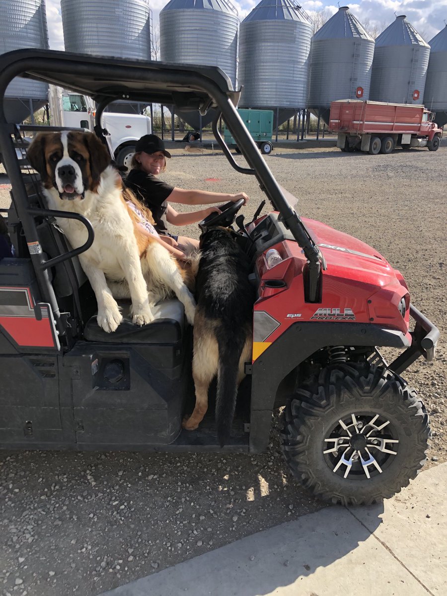 I think Emily’s cab is full lazy #stbernard and #shephard ⁦<a href="/bbrown8888/">Brady Brown</a>⁩ Lily is in there you can’t see her 🤣