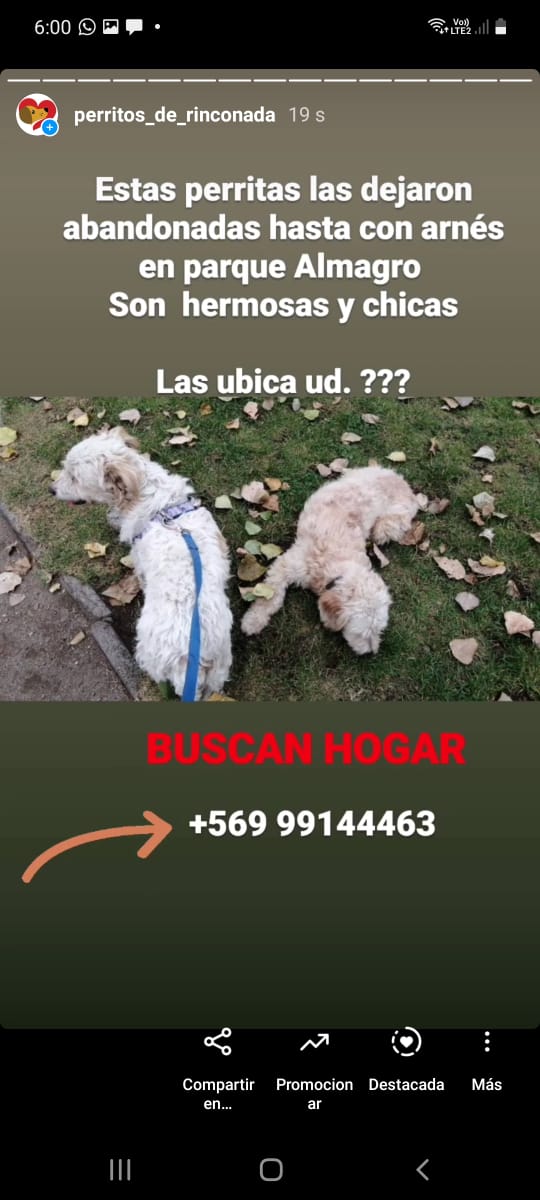 SOS <a href="/Chilena9772/">Sita Marce</a> <a href="/carolinapinoc/">Caro 🌲 C.</a> @miguelacuna13 <a href="/UaaChile/">UAA Chile</a> <a href="/DiaztabitaE/">tabita diaz</a> <a href="/MattyLL/">Trini Lathrop</a> <a href="/AnimaliaUcentra/">AnimaliaUcentral</a> <a href="/BrendaEtchegar1/">Brenda Etchegaray</a> <a href="/callejeritosDLV/">CallejeritosDeLaVega</a> <a href="/alegriagonzaa/">Alejandro Alegria 🌴</a> <a href="/NoticieroAnimal/">NOTICIERO ANIMAL ® 🐾</a> <a href="/BPAnoticias/">BPA NoticiasAnimales</a> <a href="/Kristian_Mella/">Que harás con tu libertad? Salvarlos a ellos 🐱🐶</a> <a href="/patrmarsh/">𑁍ᑭᗩT ♀️🟣</a> <a href="/KarendTV/">Karen Doggenweiler L</a> <a href="/kattykowaleczko/">Katty Kowaleczko</a> <a href="/galgoschile/">Fundacion Galgos Chile</a> <a href="/pewos/">ℙ𝕖𝕨𝕠𝕤 ℍ𝕚𝕡𝕤𝕥𝕖𝕣𝕤</a> <a href="/jrr7878/">John Ramirez Ramirez</a> <a href="/FundAnimalChile/">Fundación Animal Chile🐾</a>