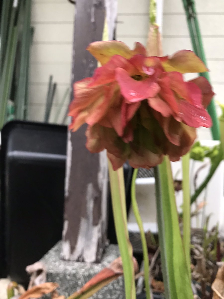 Orap サラセニア花写真撮ってなかったな と思いまだ行けそうなの写真を撮る Orap サラセニア花写真撮ってなかったな と思いまだ行けそうなの写真を撮る