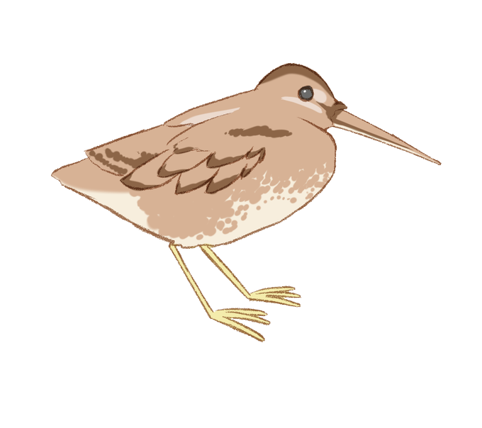 鳥のイラストのtwitterイラスト検索結果 鳥のイラストのtwitterイラスト検索結果