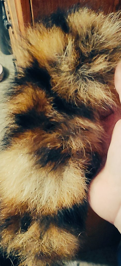 AutumnsOddities's tweet photo. Raccoon tail finished drying!! https://t.co/m1nvA8BWLs