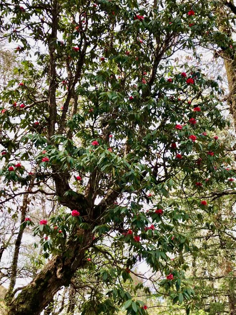 JabarkhetNature's tweet photo. The forest is starting to come back to life after a week of good rains. New leaves, green grass and even rhododendrons flowering again! https://t.co/XMs2uU8Fth