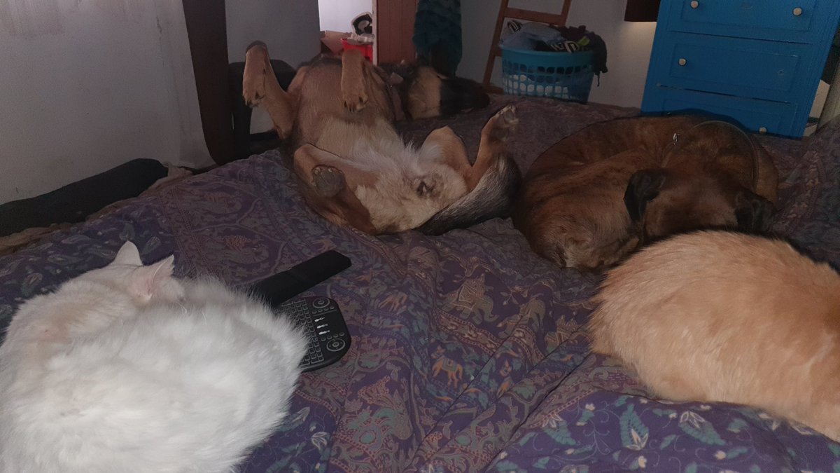 abogeek's tweet photo. @gatitos_qctd https://t.co/sBEAgW3NJj