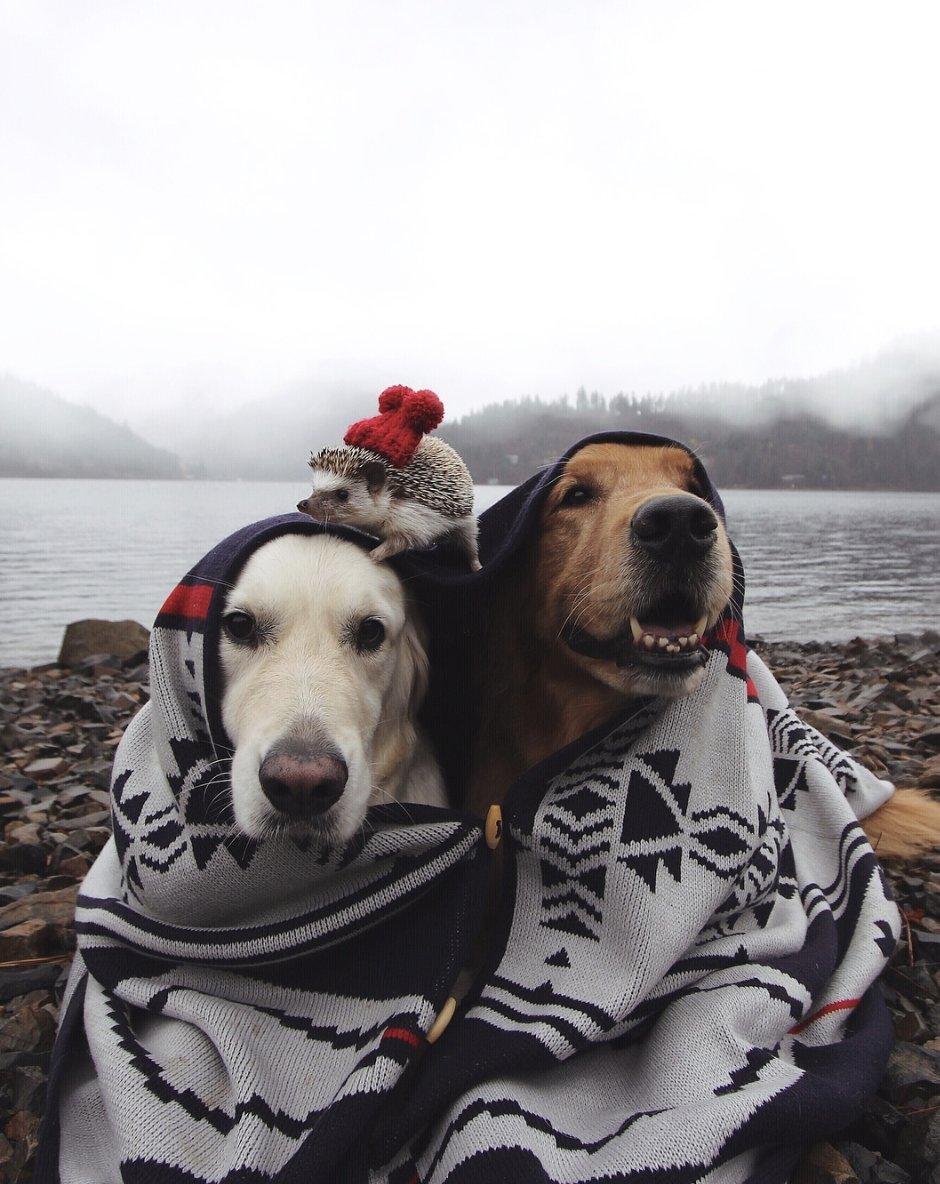 Estos podríamos ser tú y yo perro no me quieres