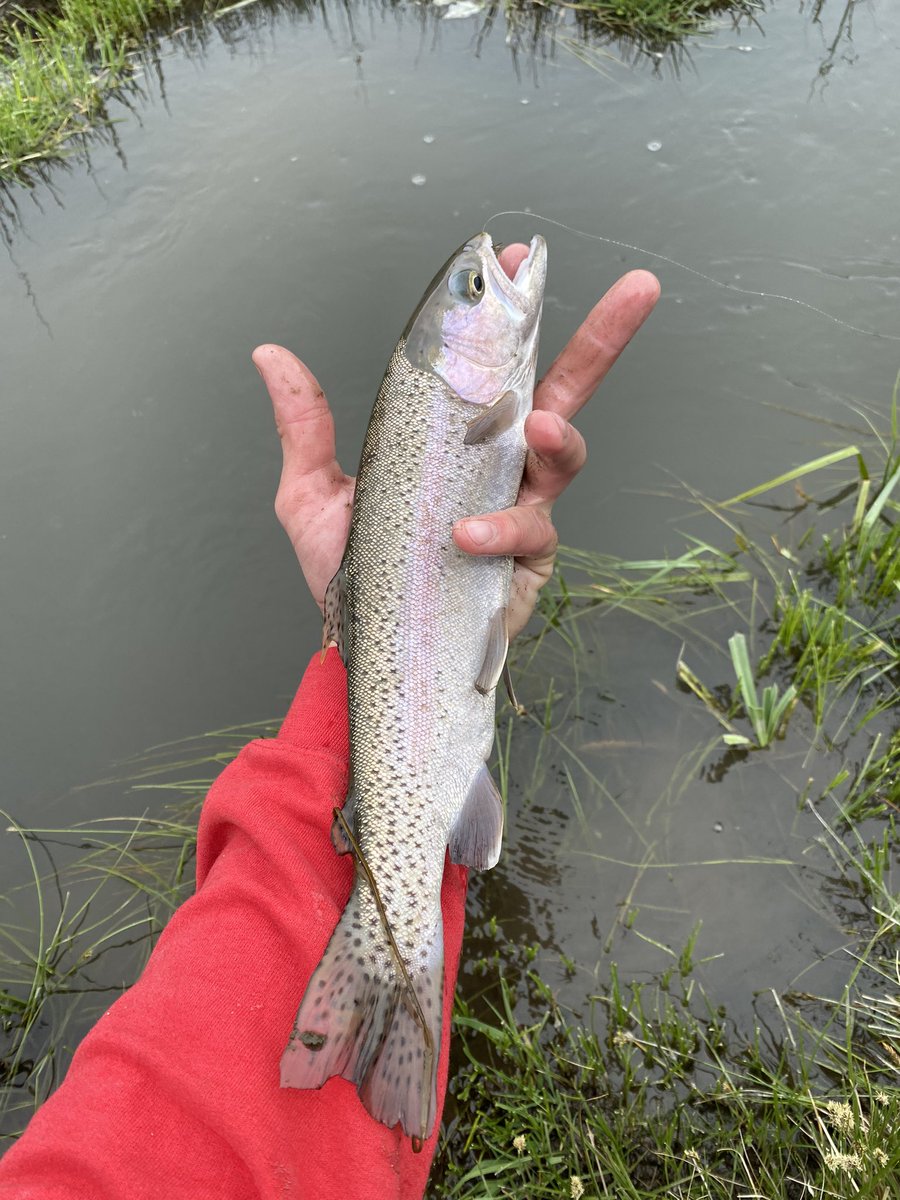 Mule_luv's tweet photo. Not a bad day behind a fly rod https://t.co/JU1a55Pb1f