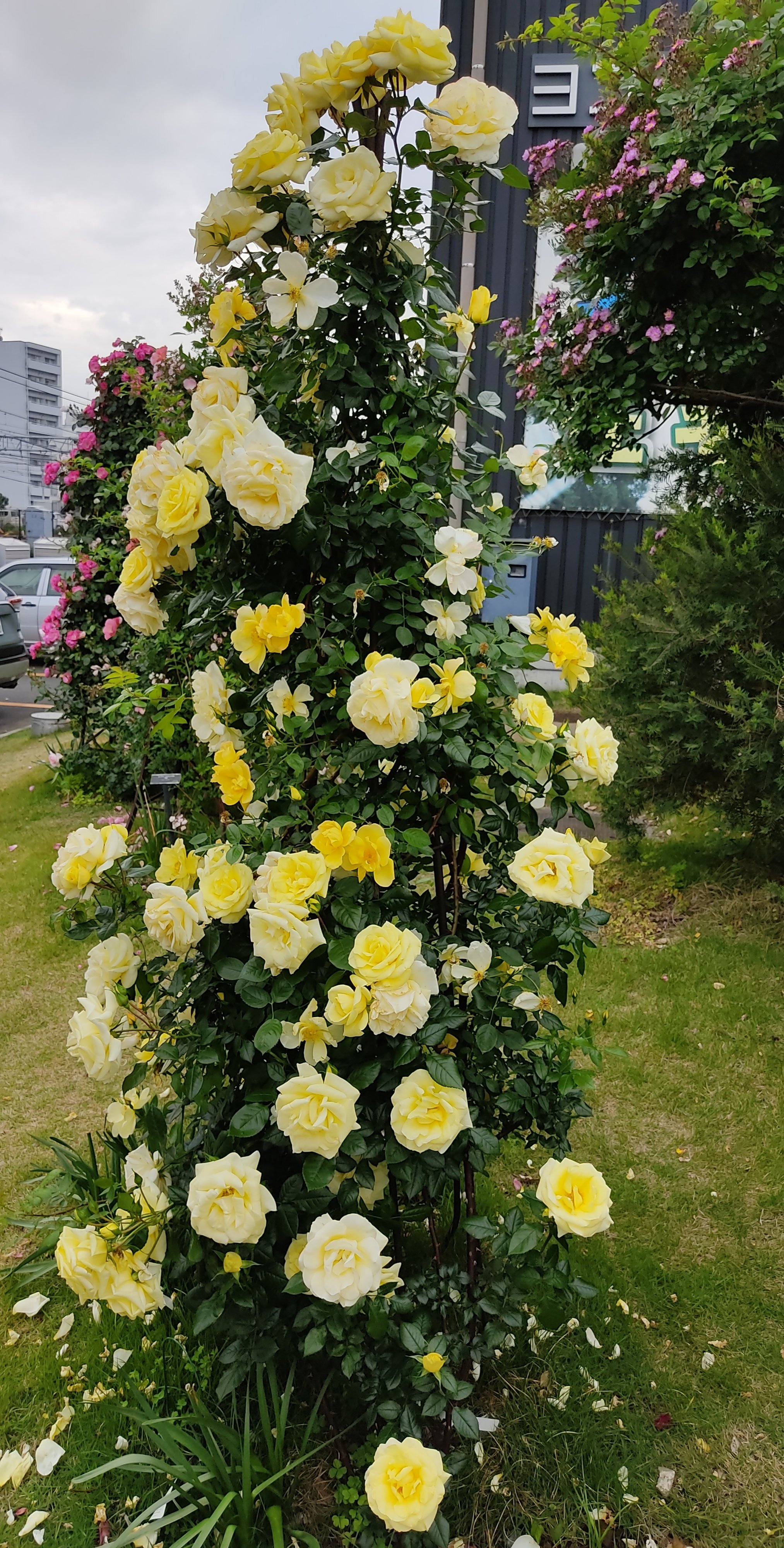 D H 薔薇 イルミナーレ 明るい黄色が特徴の 大輪のつる薔薇 病気にも強いそうです 植物 自然 つるバラ 花 華 黄色 写真 薔薇 T Co V0dvioeklm Twitter