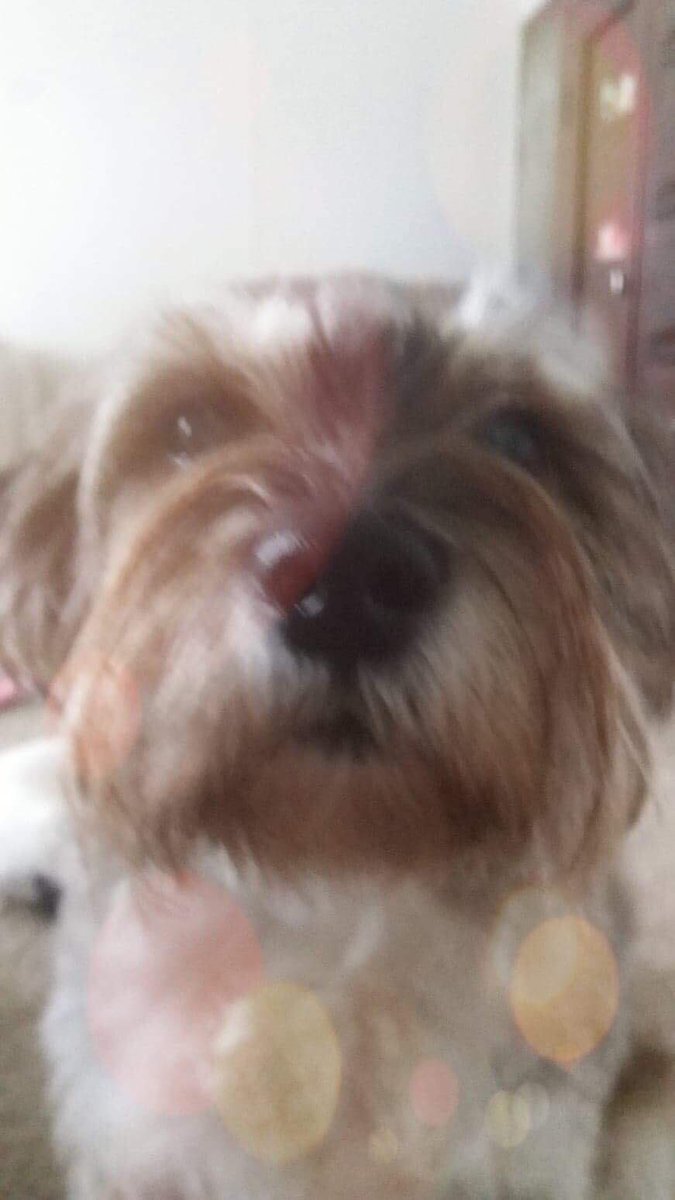 __estebangm's tweet photo. missing my dog right now https://t.co/EHRMPzDNVY