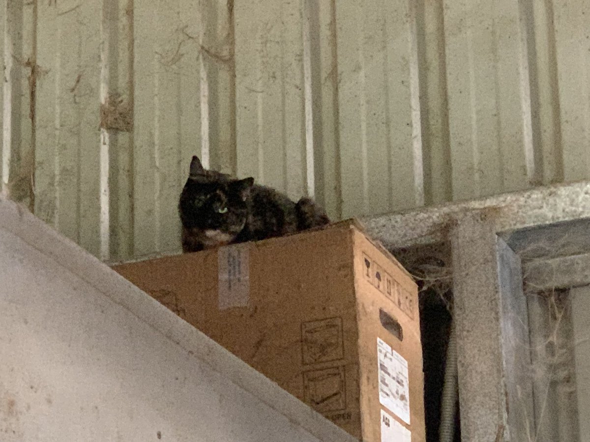 Cheetah2120's tweet photo. @thehysterian you have had an influence on me. There is a stray at the dairy &amp; I havent reached for the rifle yet. Progress! https://t.co/VVw0v5hQIA