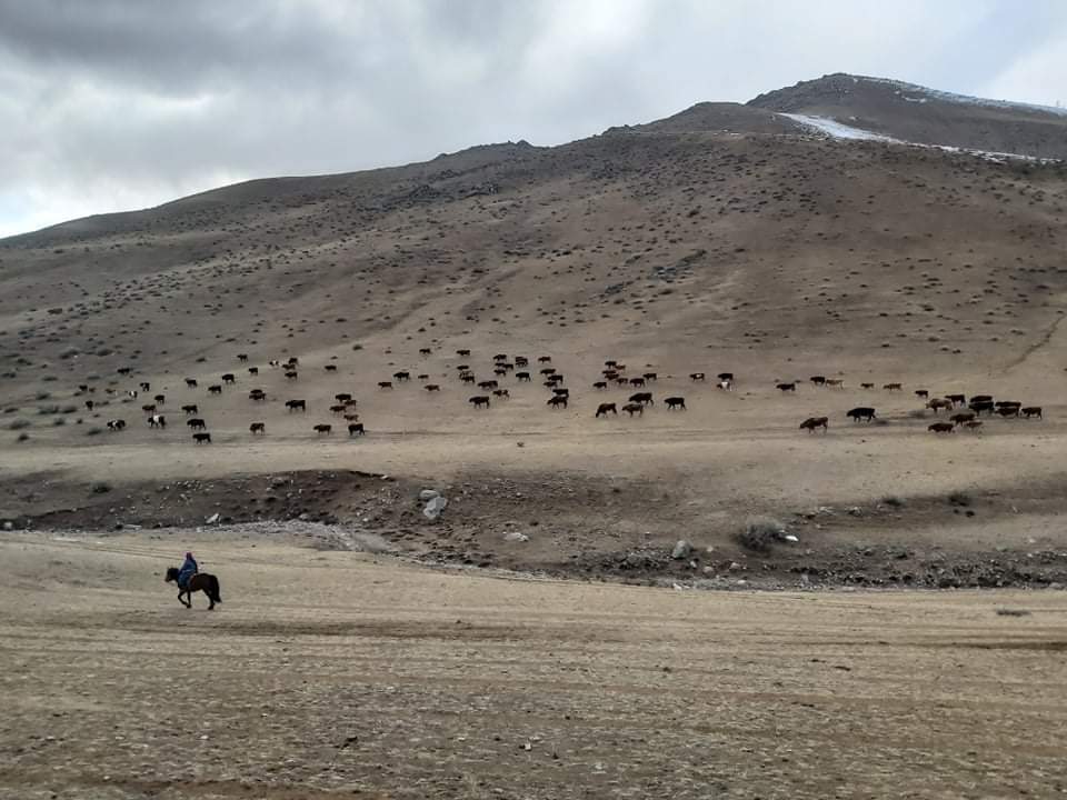 Өглөөний мэнд ковидгүй зун болоосой