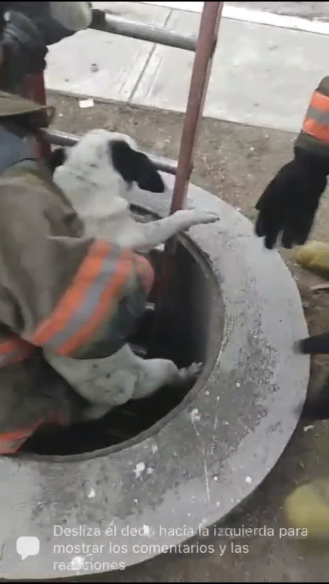 MundoPatitas's tweet photo. Gracias!! Ya lo sacaron, también a un gatito con collar, solo que los dejaron ir 😔 Si alguien los reconoce por favor acudir a la zona. https://t.co/Z1tV6uSKCz
