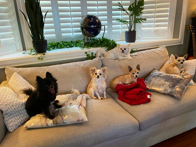 Puppy sitting! 🐶🐶🐶🐶🐶 https://t.co/sqiIXrnMNI<a href="/tag/quadzilla"class="tags"><span>#quadzilla</span></a>
