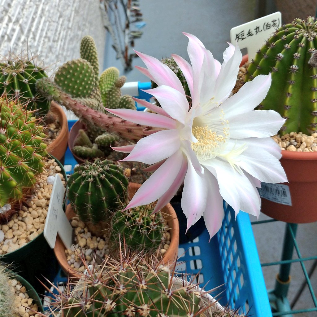 あしたば Ashitaba1223 Twitter