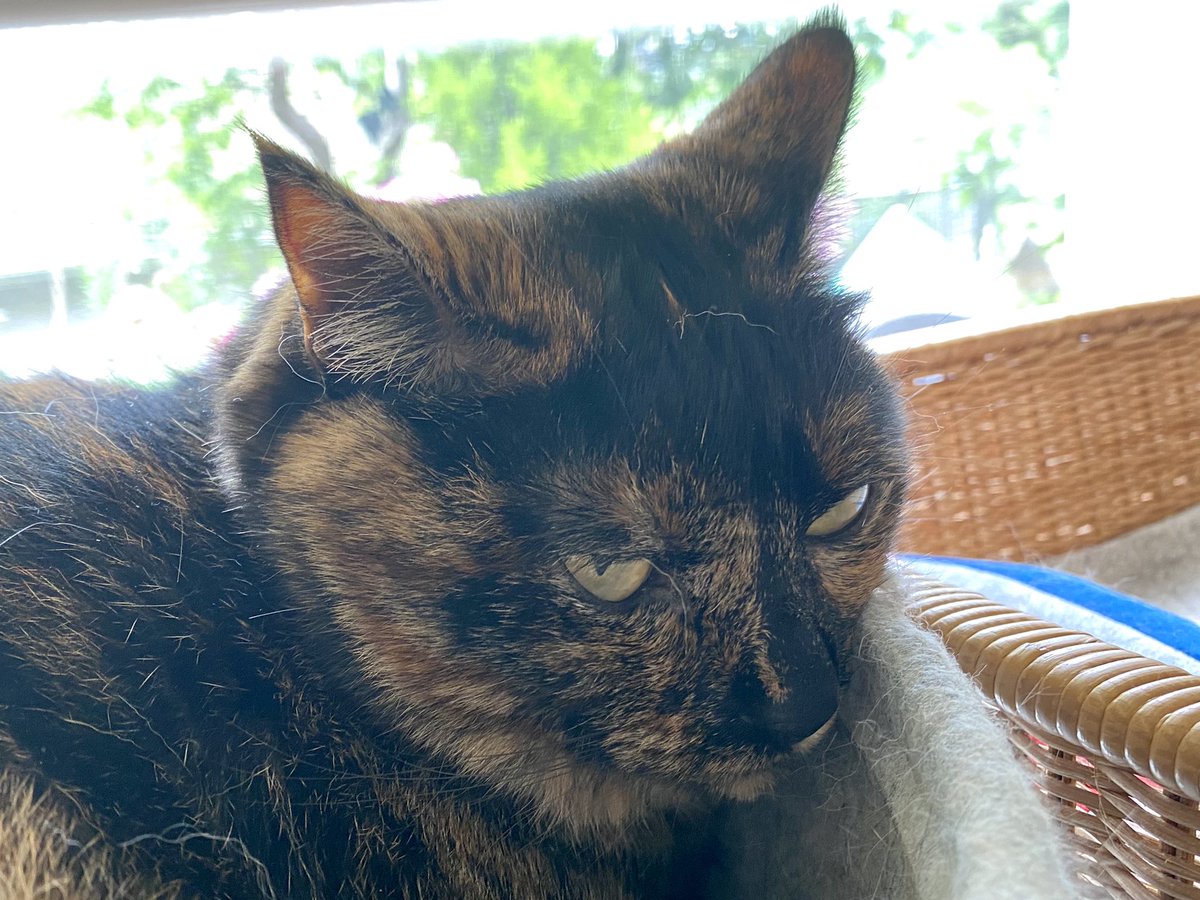 らんこさんごはんですよ どんよりとした空 雨が降りそう 朝から爪切られて大暴れのランコ姉さん 今もイカ耳不機嫌顔です 他人事なので どこ吹く風のセロリくん 縁取りが赤いバラ 名前がわからない 猫 猫のいる暮らし