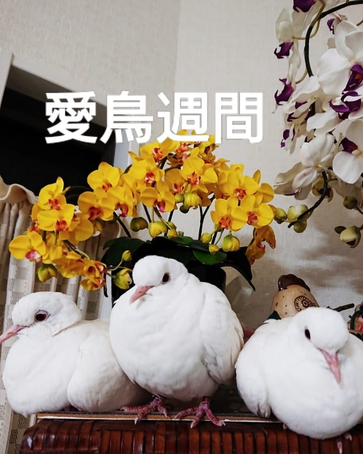 siropopo1's tweet photo. 『愛鳥週間』

#愛鳥週間#ギンバト https://t.co/M6bo0MXQIu