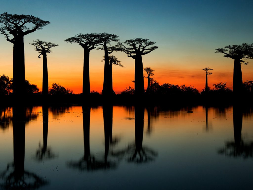 The beautiful baobab trees of Madagascar