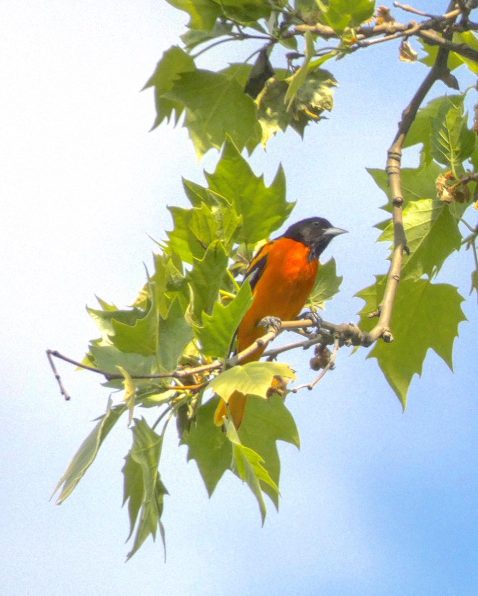 swirlz_1's tweet photo. Baltimore orioles. Just stunning. #blackbirders #birdingwhileBlack #springmigration #Gazaonmymind https://t.co/CPVVFKYVbU