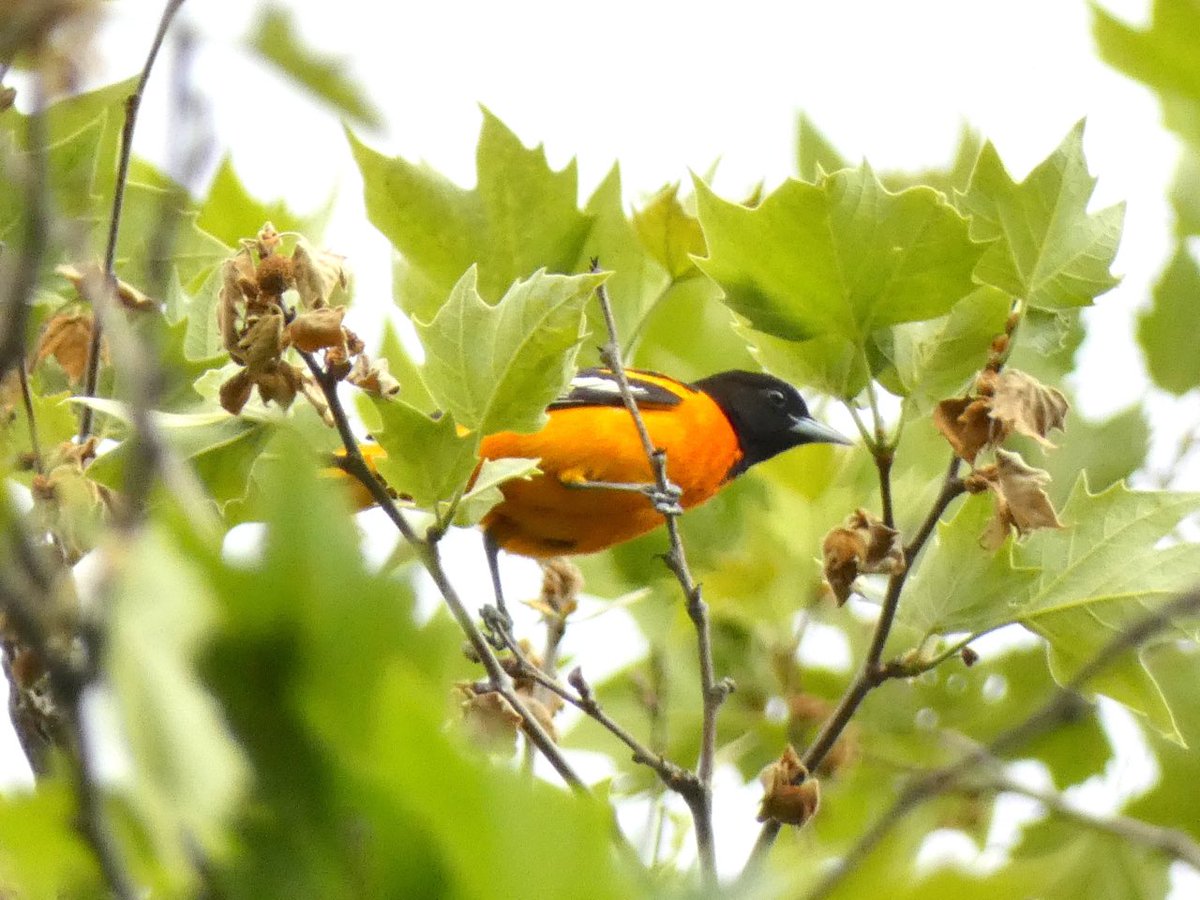 swirlz_1's tweet photo. Baltimore orioles. Just stunning. #blackbirders #birdingwhileBlack #springmigration #Gazaonmymind https://t.co/CPVVFKYVbU