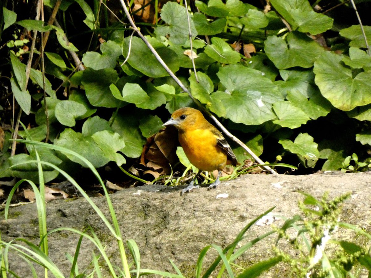 swirlz_1's tweet photo. Baltimore orioles. Just stunning. #blackbirders #birdingwhileBlack #springmigration #Gazaonmymind https://t.co/CPVVFKYVbU